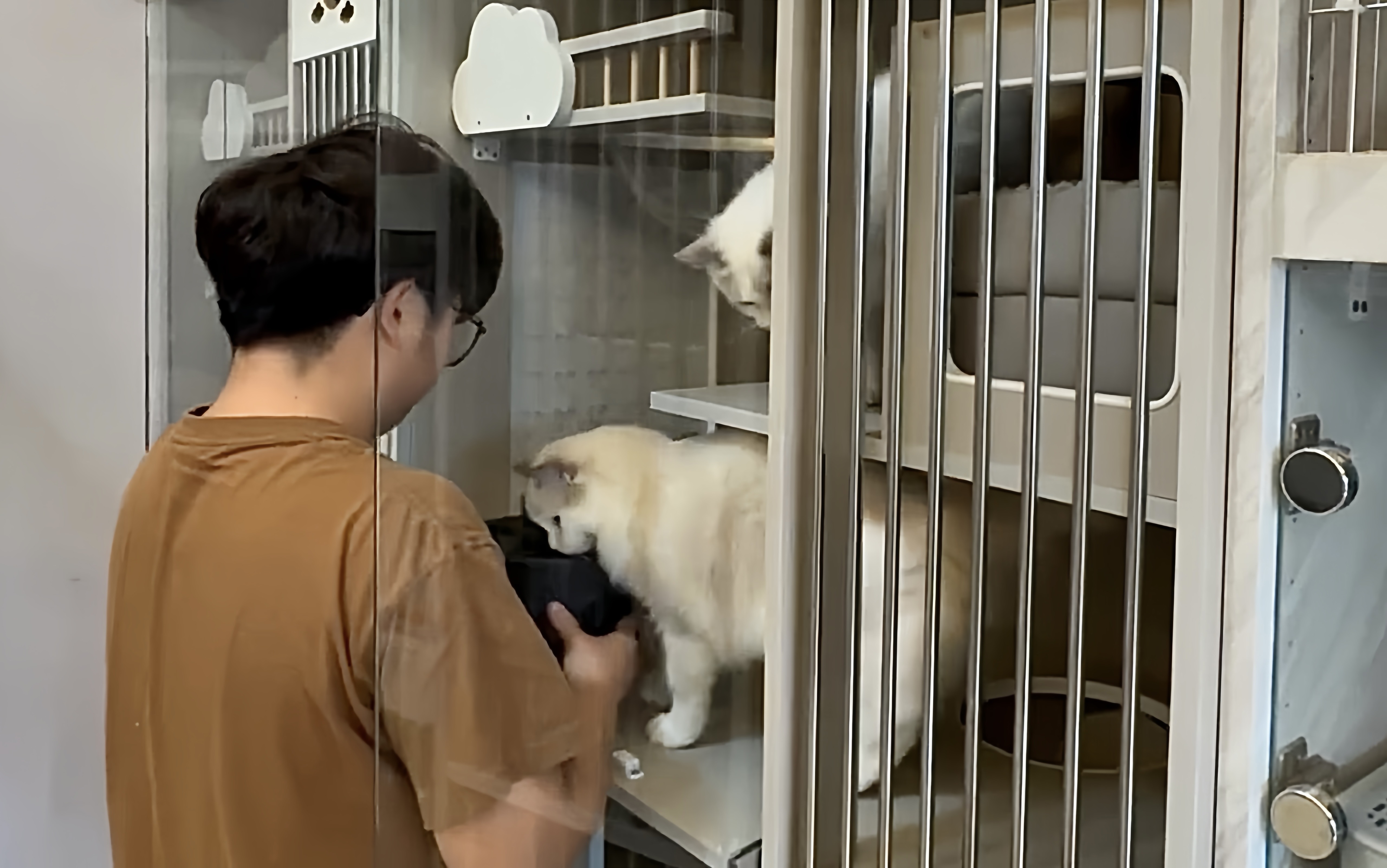 在寵物照顧的工作現場，小晨細心餵食、清理與觀察每一隻貓的狀態。