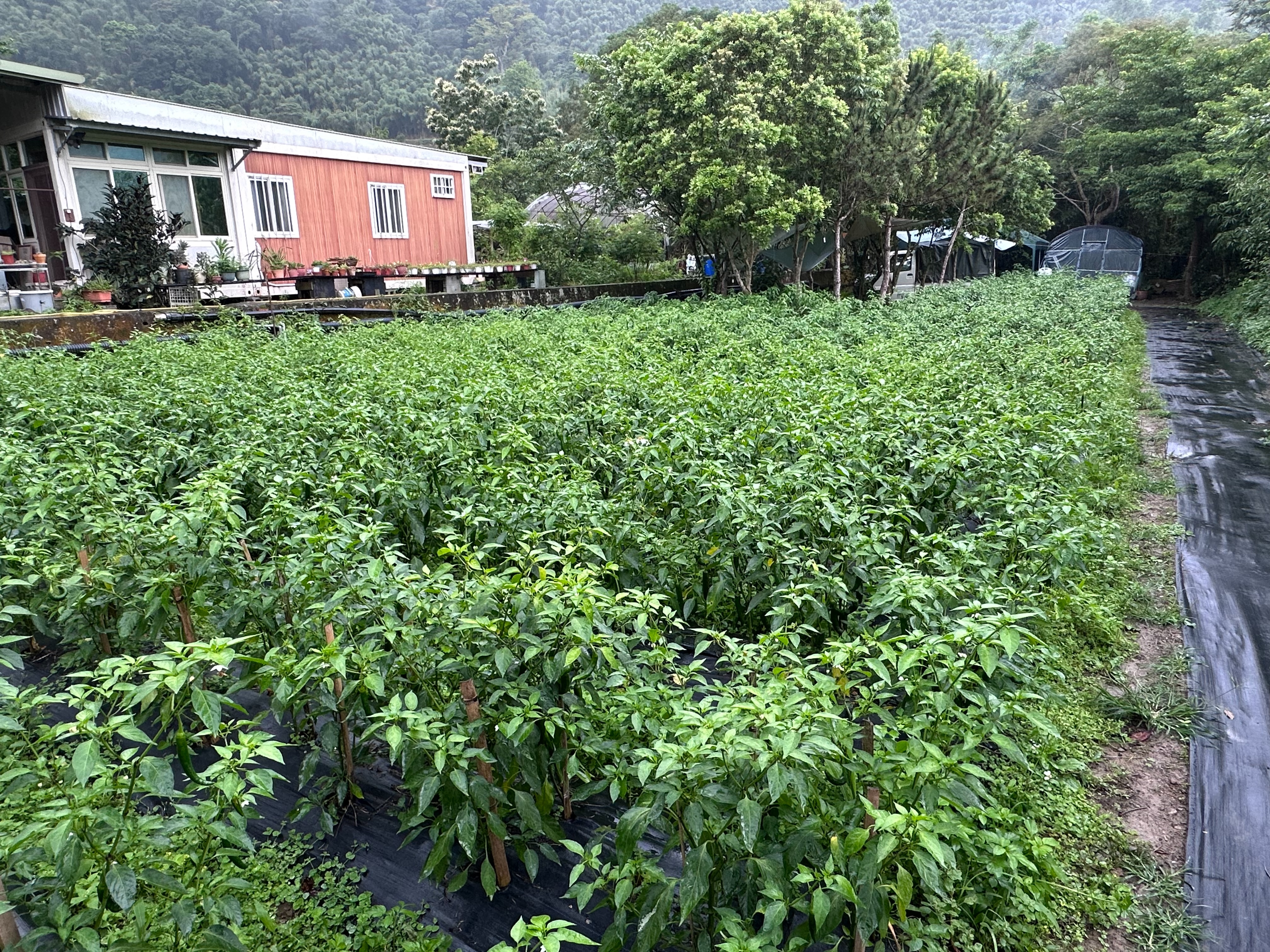 復興習藝所目前農地種植約600株辣椒、培育300包香菇，作為照顧者食農培力的重要基地。
