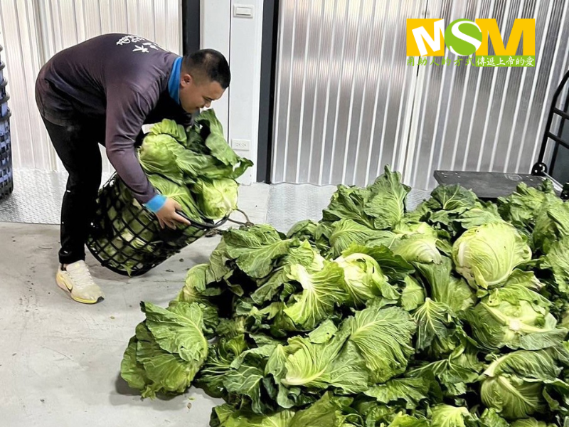 長孫幫忙整理運送高麗菜