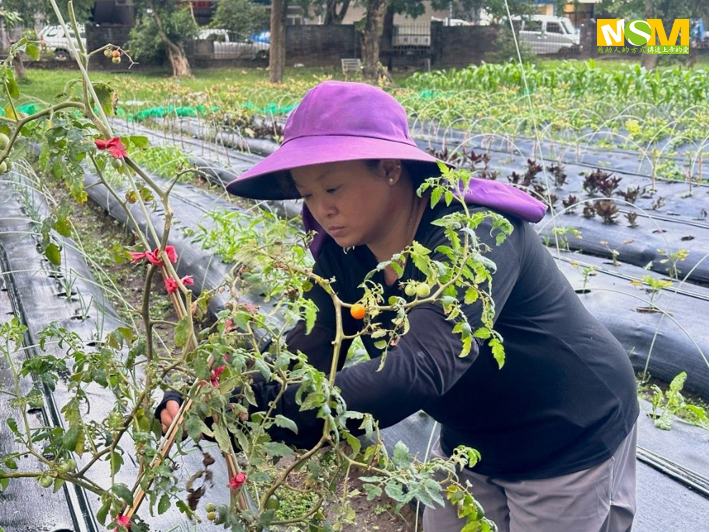 怡君學習自然農法照料園中蔬菜